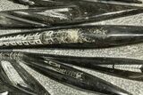 Polished Fossil Orthoceras (Cephalopod) Plate - Morocco #372663-1